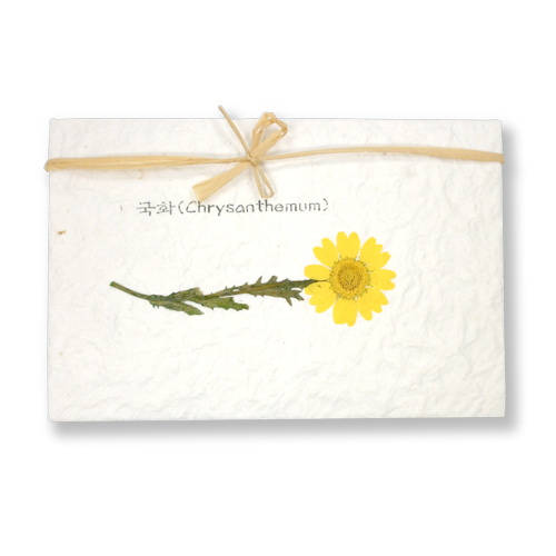 국화-노랑 (Chrysanthemum) : 드라이 플라워 압화 카드