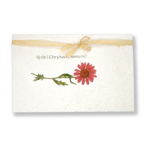 국화-분홍 (Chrysanthemum) : 드라이 플라워 압화 카드